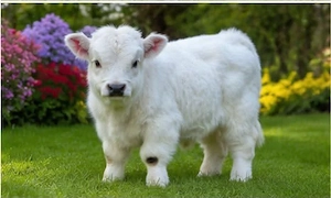 Niedliche Mini-Kuh verfügbar Bild 5