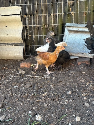küken aus naturbrut Bild 2