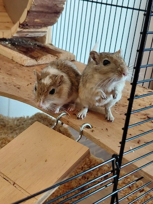 Rennmäuse zu verkaufen  Bild 2