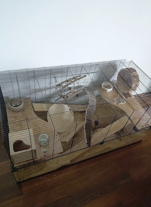Verkaufe Rennmäuse mit Käfig  Bild 2
