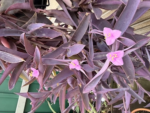 Wunderschöne Mexikanische Dreimasterblume! Bild 2