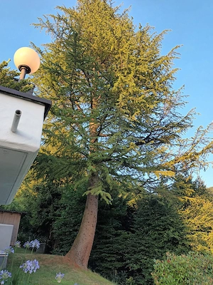  Suche jemanden zum Fällen einer Lärche (ca. 20m) in schwieriger Lage   Dornbirn Bild 4