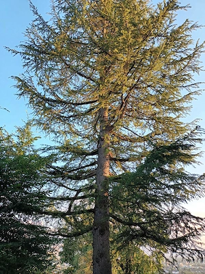  Suche jemanden zum Fällen einer Lärche (ca. 20m) in schwieriger Lage   Dornbirn Bild 3