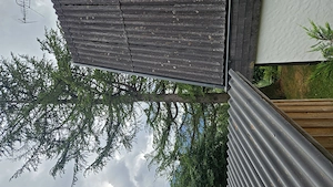  Suche jemanden zum Fällen einer Lärche (ca. 20m) in schwieriger Lage   Dornbirn