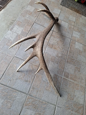 Abwurfstange Hirsch Bild 2