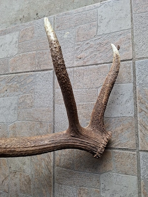 Abwurfstange Hirsch Bild 3