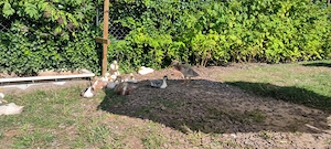 Laufenten 6 Wochen alt Bild 3