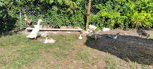 Laufenten 6 Wochen alt Bild 2