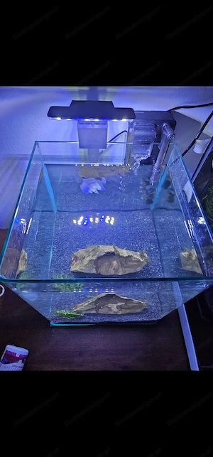 Aquarium mit Beta Fisch Bild 3