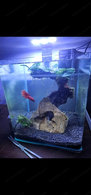 Aquarium mit Beta Fisch