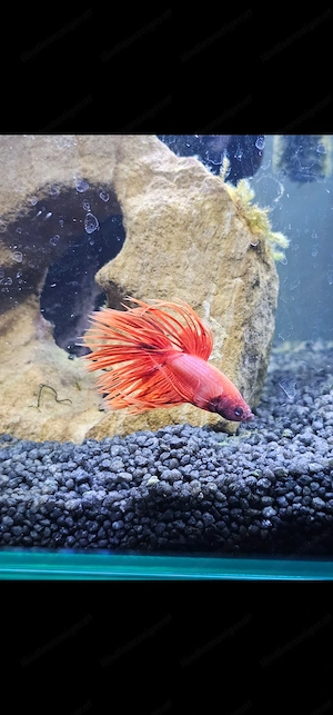 Aquarium mit Beta Fisch Bild 2