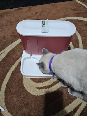 Katzen oder Kleintiere Futter und Wasser  Behälter Bild 2