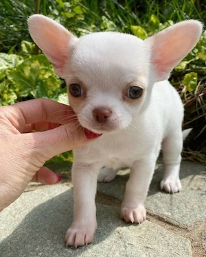 Chihuahua-Welpe sucht ein neues Zuhause Bild 2