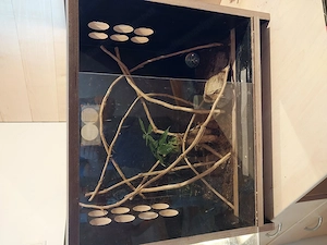 Terrarium zu verkaufen  Bild 2