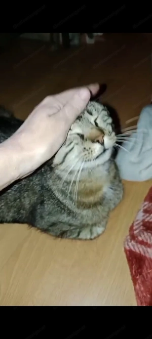 Meine 2 Katzen sind durch fester  Bild 5