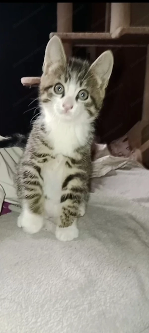 Meine 2 Katzen sind durch fester  Bild 2