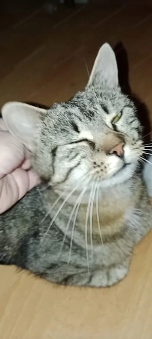 Meine 2 Katzen sind durch fester  Bild 4