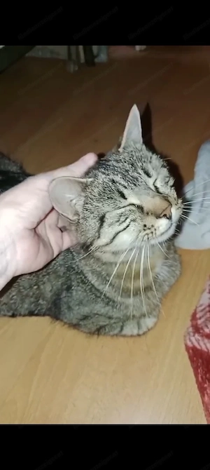 Meine 2 Katzen sind durch fester  Bild 3