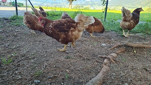 hühner.     Bild 2