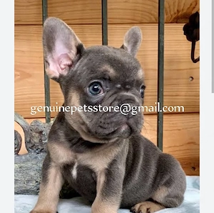 wunderschöne französische Bulldoggenwelpen Bild 2