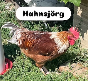 2 schöne Hähne zu verschenken! Bild 2
