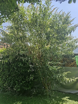 großer weißer Schmetterlingsflieder  Bild 2