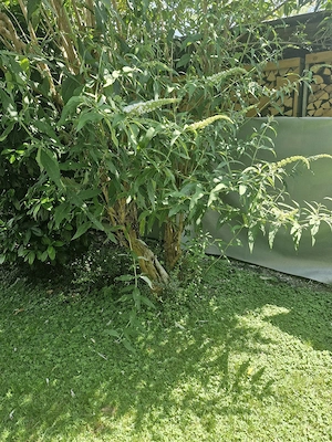 großer weißer Schmetterlingsflieder  Bild 3