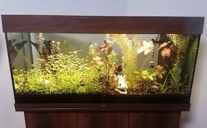 Aquarium *180 Liter* Bild 2