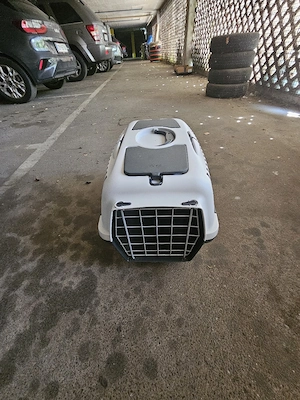 Katzen Boxe Bild 4