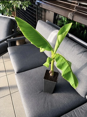 Bananenstaude (Musa Basjoo)