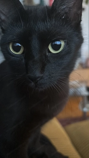  Zu verschenken: Traumhaft verschmuste Imi (1 Jahr) sucht wegen Allergie neues Zuhause! (Gmunden   Bild 3