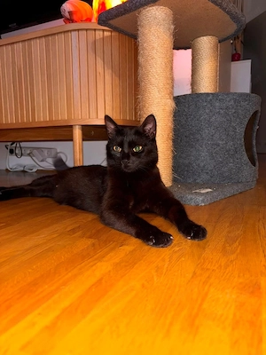  Zu verschenken: Traumhaft verschmuste Imi (1 Jahr) sucht wegen Allergie neues Zuhause! (Gmunden   Bild 2