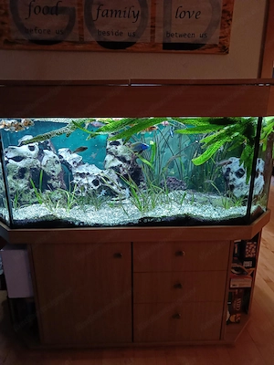 Aquarium Panorama mit Deckel und Unterschrank Bild 2