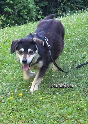 Luigi und Bambina - NOTFALL Österreich Bild 7