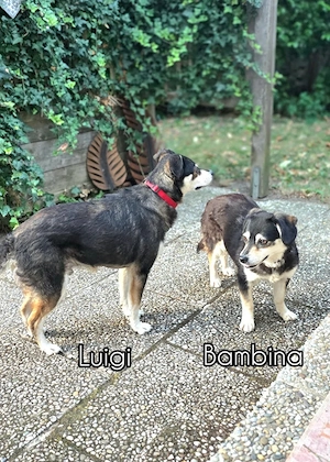 Luigi und Bambina - NOTFALL Österreich Bild 3