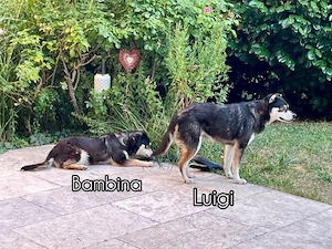 Luigi und Bambina - NOTFALL Österreich Bild 2