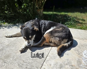 Luigi und Bambina - NOTFALL Österreich Bild 5