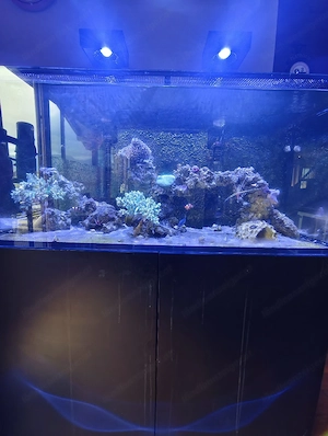 Meerwasseraquarium Bild 3