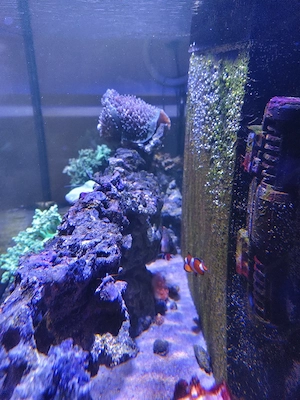 Meerwasseraquarium Bild 5