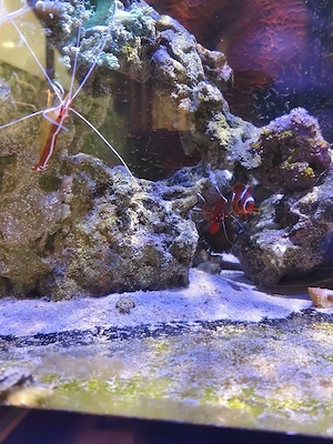 Meerwasseraquarium Bild 4