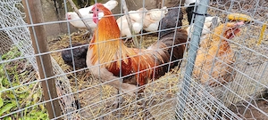 Vogtländer Hahn Rasse Hühner 