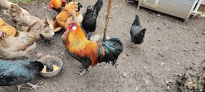 Vogtländer Hahn Rasse Hühner  Bild 2