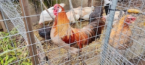 Vogtländer Hahn Rasse Hühner  Bild 4
