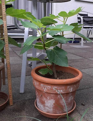 Feigenbaum mit Terracota Topf