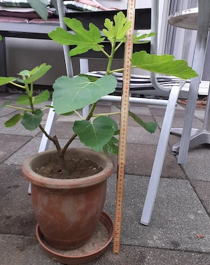 Feigenbaum mit Terrakotta Topf