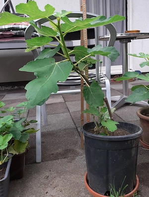 Feigenbaum 