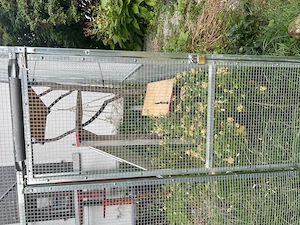 Freilaufgehege Katzen   Vogelvoliere Bild 3