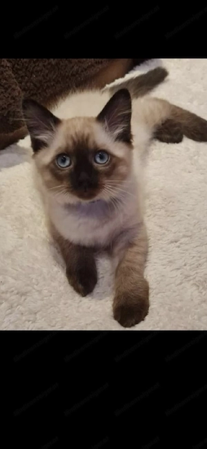 Suche Balinese,Siam oder rotes Babykätzchen Bild 3