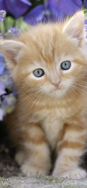 Suche Balinese,Siam oder rotes Babykätzchen Bild 4