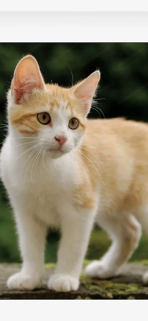 Suche Balinese,Siam oder rotes Babykätzchen Bild 2